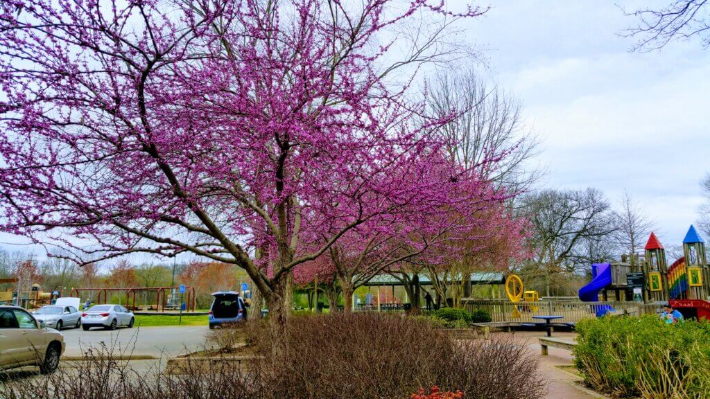 Image shows a beautiful tree Tinkerbell Playground